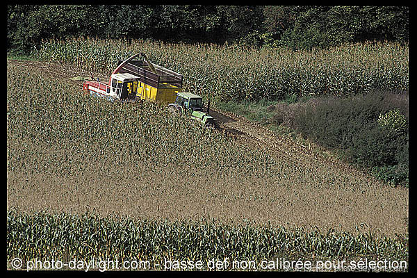 agriculture